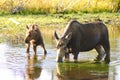 Cow moose feeding in a pond Royalty Free Stock Photo