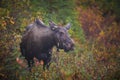 Cow Moose Royalty Free Stock Photo