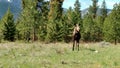 Cow Moose In A Grassy Meadow Royalty Free Stock Photo