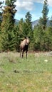 Cow Moose In A Grassy Meadow Royalty Free Stock Photo