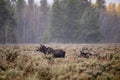 Calf following Mother in the Sagebrush Royalty Free Stock Photo