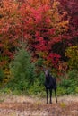 Cow Moose and Maine Fall Colors