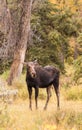 Cow Moose in Meadow Fall Royalty Free Stock Photo