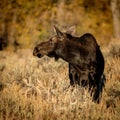 Cow Moose profile close up in the autumn wilderness