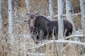 Cow Moose Standing Amongst Aspen Trees