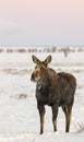 Cow moose standing in deep snow in early morning light in Tetons Royalty Free Stock Photo