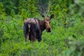 A cow moose standing in the grass and looking to the camera in Denali National Park and Preserve, Alaska, United States Royalty Free Stock Photo