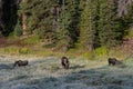 Cow moose with two calves. Shiras Moose in Colorado. Shiras are the smallest species of Moose in North America Royalty Free Stock Photo