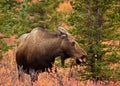 Cow Moose in Woods Royalty Free Stock Photo