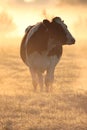 Cow in morning frosty mist. Royalty Free Stock Photo