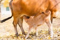Cow mother feeding her calf Royalty Free Stock Photo