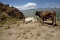 Cow in mountain