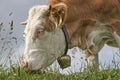 Cow on a mountain meadow