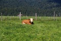 Cow on mountain meadows in the Austrian Alps Royalty Free Stock Photo