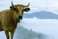 Cow in mountain pass called Angliru in Riosa Asturias Royalty Free Stock Photo