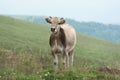Cow On A Mountain Pasture Royalty Free Stock Photo