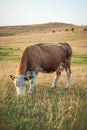 Cow on mountain pasture grazing the grass in a field Royalty Free Stock Photo