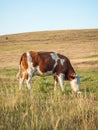 Cow on mountain pasture grazing the grass in a field Royalty Free Stock Photo