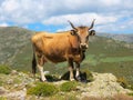 Cow on a mountain pasture in the island of Sardinia is standing on the edge of the rock