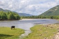 Cow at the mountain river Irkut in East Sayan mountains.