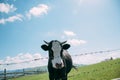 Cow in the mountains Royalty Free Stock Photo