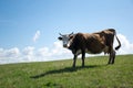 Cow in the mountains on green grass Royalty Free Stock Photo
