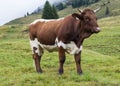Cow in mountains Austria Royalty Free Stock Photo