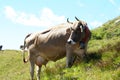 Cow in the mountains Royalty Free Stock Photo