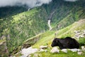 Cow on mountains pasture Royalty Free Stock Photo