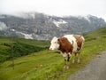 Cow in mountains Royalty Free Stock Photo