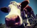 Cow in the mountains photographed with fisheye lens Royalty Free Stock Photo