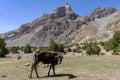Cow in the mountains of Tajikistan. Royalty Free Stock Photo