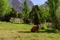 Cow in the mountains of Tajikistan. Royalty Free Stock Photo