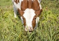 Cow with mouth open grazing blades of grass,  stooping in a green pasture Royalty Free Stock Photo