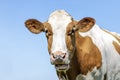 Cow mouth open, head showing gums and tongue while chewing, pink nose, medium shot and a blue sky Royalty Free Stock Photo