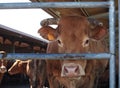 Cow muzzle of the Alpine brown breed behind a metal enclosure in an outdoor stall.