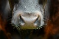 Cow muzzle close up - nosy cow portrait Royalty Free Stock Photo