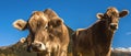 Cow muzzle on a meadow on the field in Switzerland on the background of the Swiss Alps Royalty Free Stock Photo