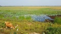 Cow near a lake in Srilanka