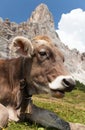 Cow near Monte Pelmo, Dolomites, Italy