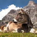 Cow near Monte Pelmo, Dolomites, Italy