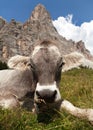 Cow near Monte Pelmo, Dolomites, Italy