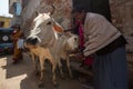 Cow near the shore of the Ganges. Cows in India are considered sacred animals. Royalty Free Stock Photo