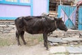 Cow in Nepal village, Landscape in Annapurna circuit, trekking in Royalty Free Stock Photo