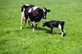 Cow with newborn calf Royalty Free Stock Photo