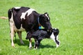 Cow with newborn calf Royalty Free Stock Photo