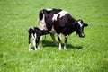 Cow with newborn calf Royalty Free Stock Photo