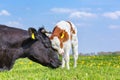 Cow and newborn calf hug each other in meadow Royalty Free Stock Photo