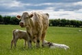 Cow next to the newborn calves on the green field