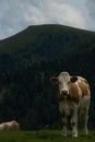 Cow at the Nock Alp, Austria